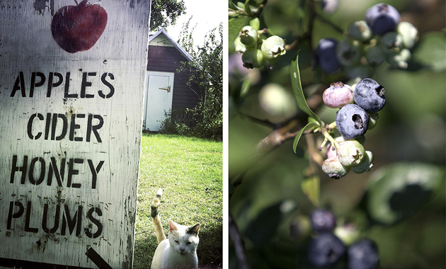 Local apple cider and blueberries