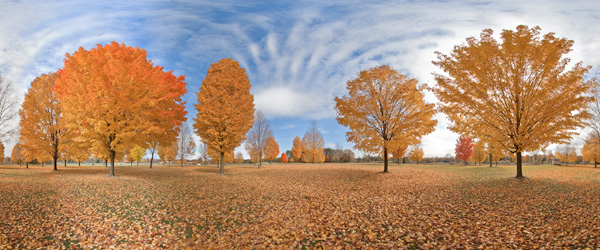 Maple trees at Huron Metro Park in Dexter, Michigan