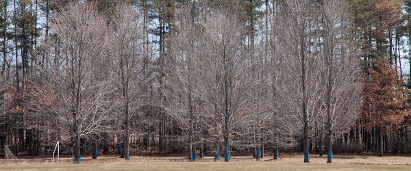 Maple trees at Huron Metro Park in Dexter, Michigan