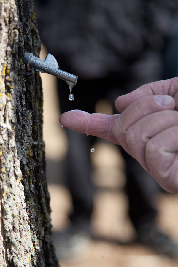 Sap dripping from a tapped maple tree