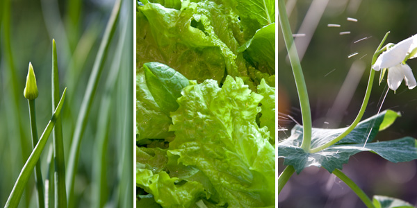 Green onions, lettuce and peas