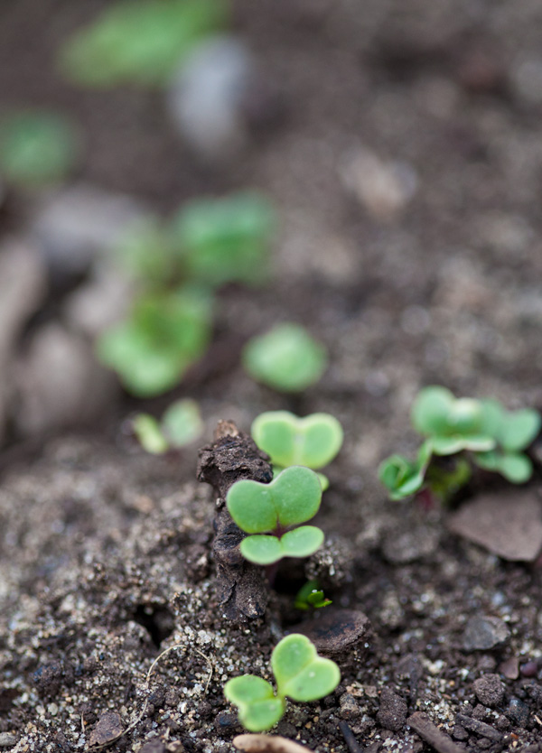 Lettuce seeds sprouting