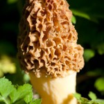 A quest for the elusive morel mushroom