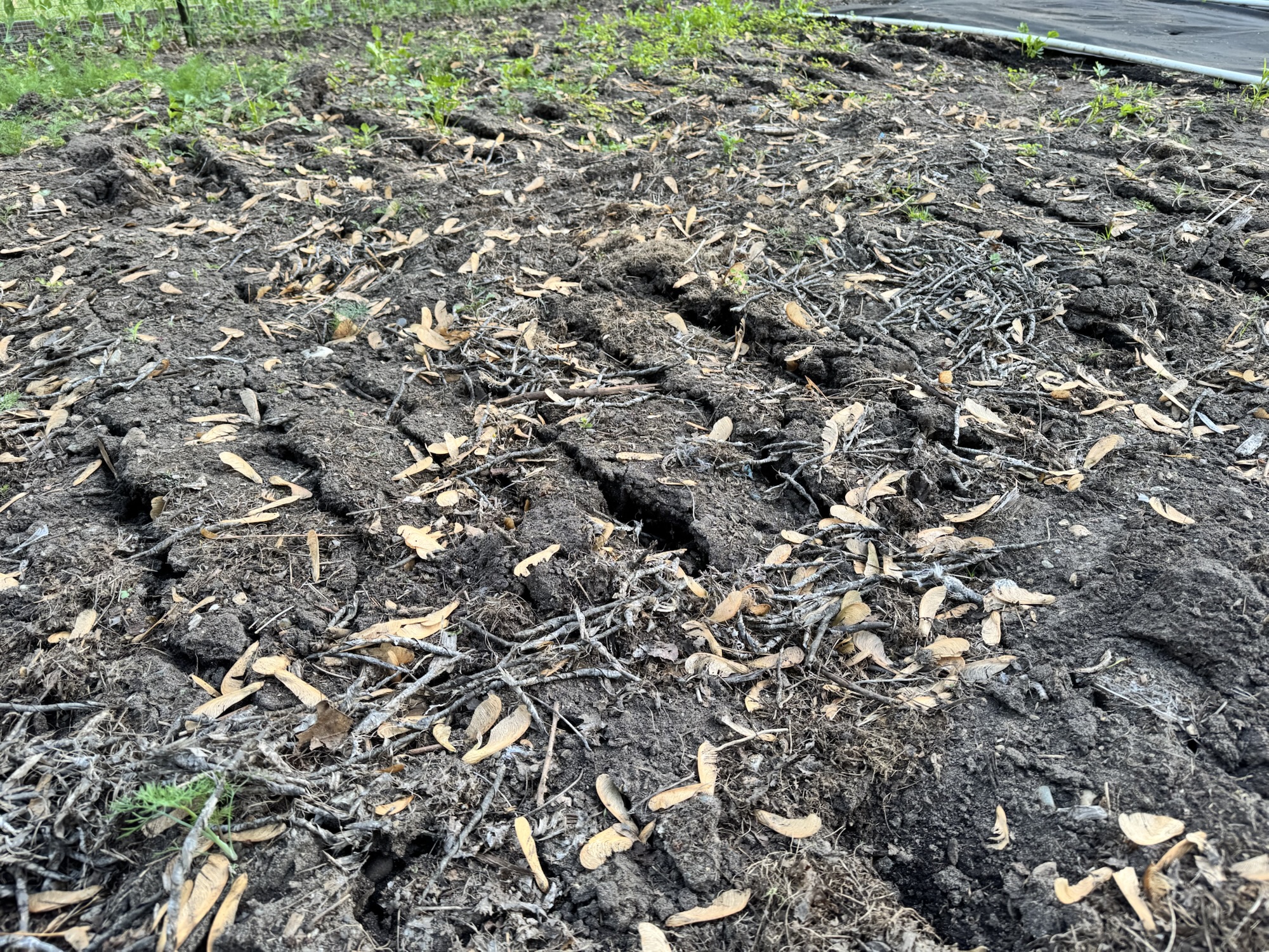 Soil after broad forking