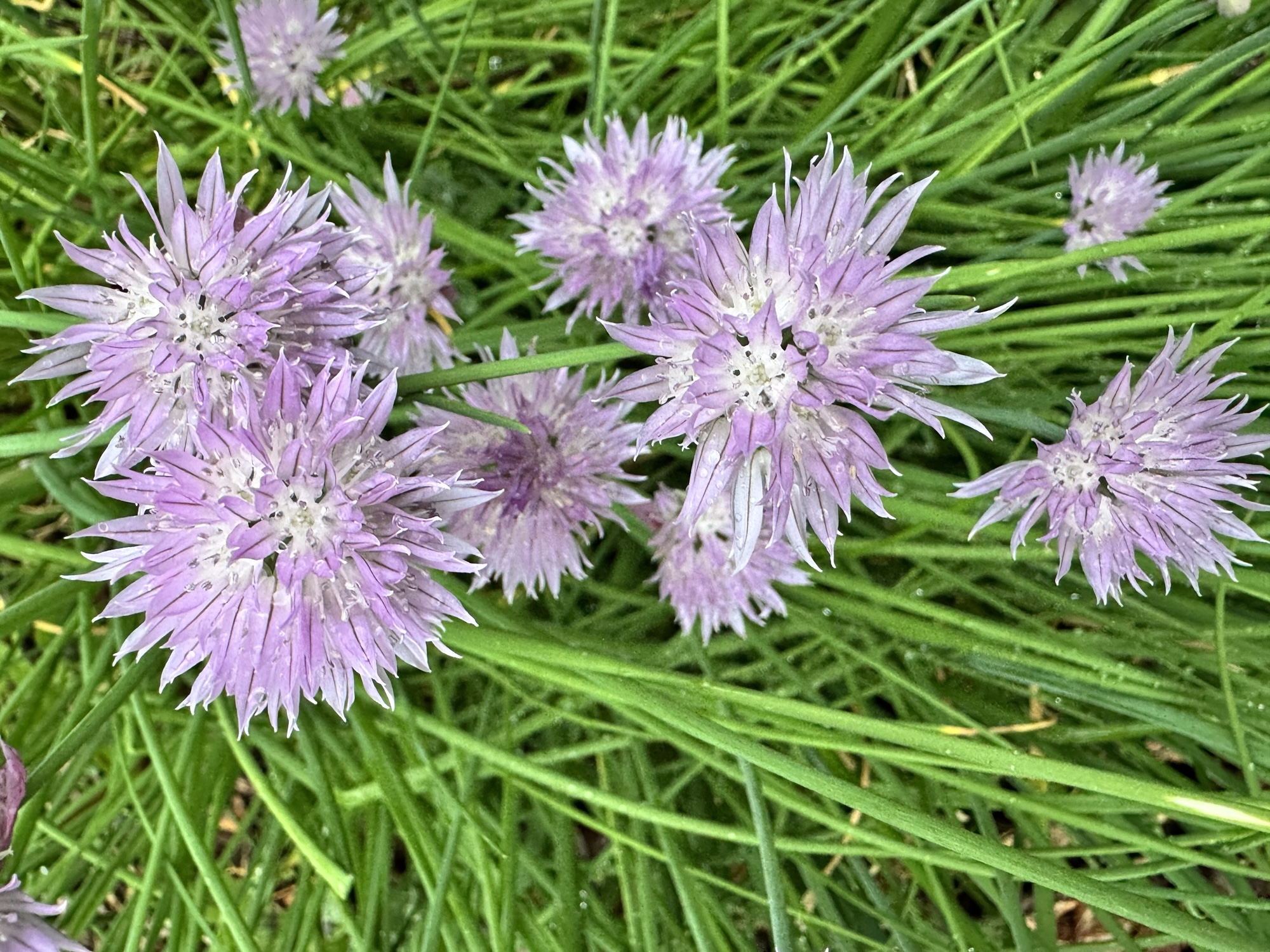 Chive flowers