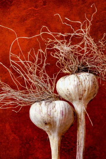 garlic bulbs