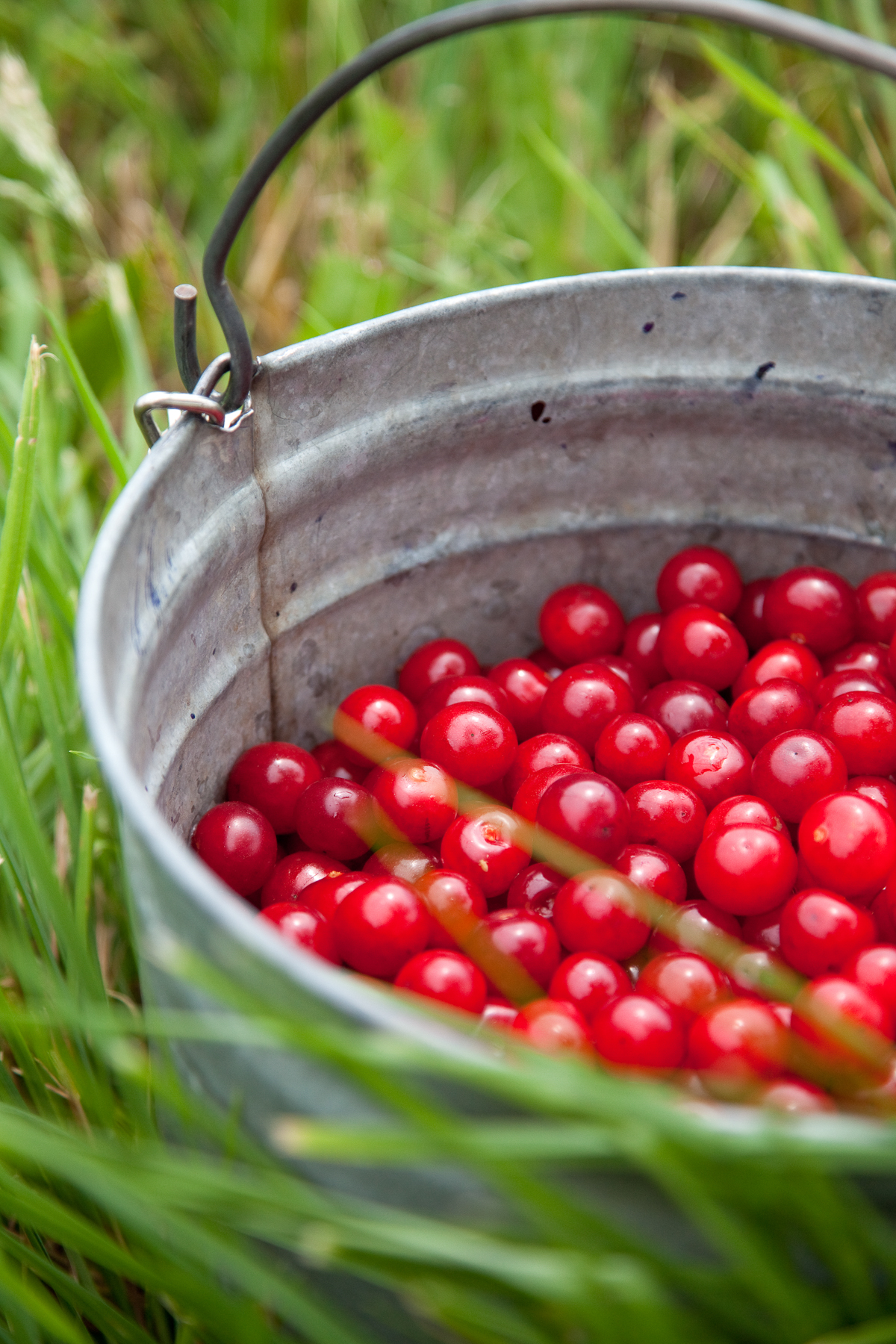 Bucket of cherries in an orchard