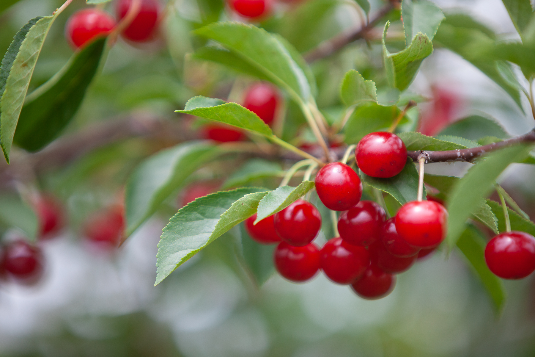 Ripe tart cherries on the tree.